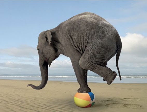 elefante in equilibrio